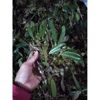 Hoa phong lan vảy rồng