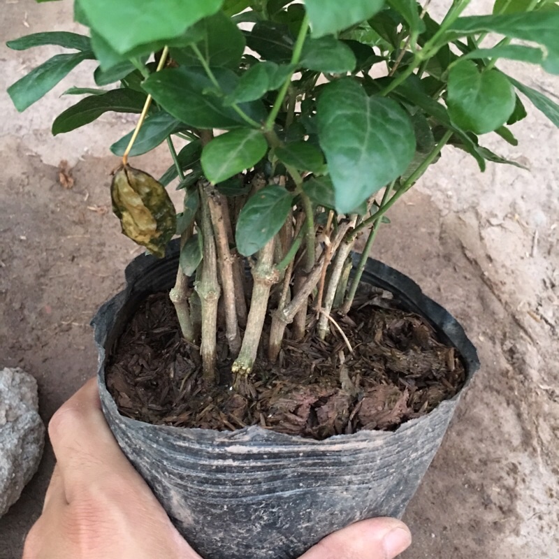 Cây hoa nhài ta  – Loài hoa với hương thơm nồng nàn ,cây cao 20-25cm