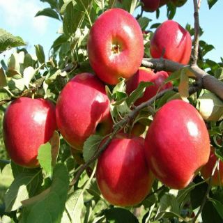 Cây táo đỏ giống cây nhập khẩu