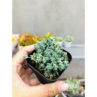 Sedum hoa hồng xinh xỉu