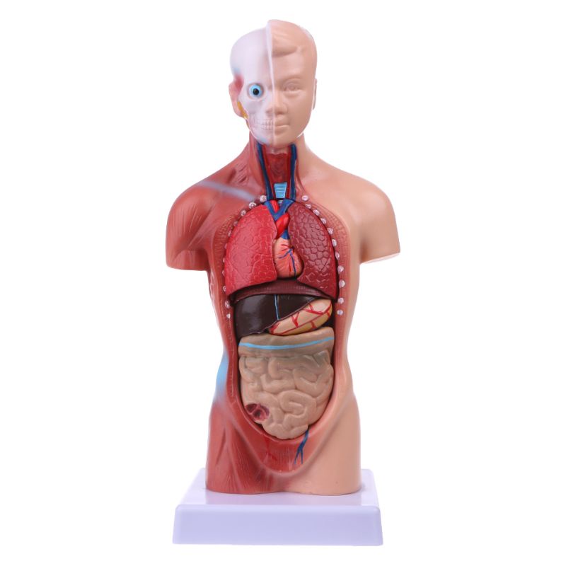 Mô hình giải phẫu nội tạng cơ thể người dùng trong giảng dạy y học