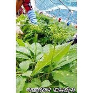 Hoa sâm khô Hàn Quốc - Túi 500g