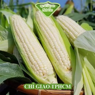 Bắp Nếp tươi ngon ngọt [CHỈ GIAO TPHCM]