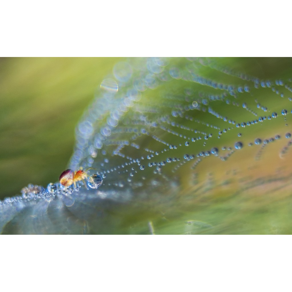 Ống kính máy ảnh Vivitar 28mm f2.8 MF TX  98% - 17504