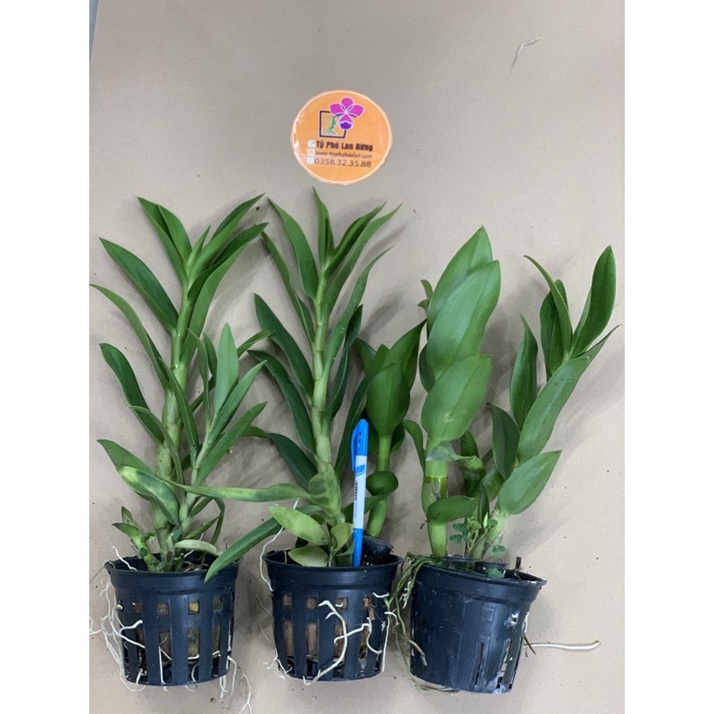 Hoa Lan Dendro nắng Tai Thỏ, Den. Rabit