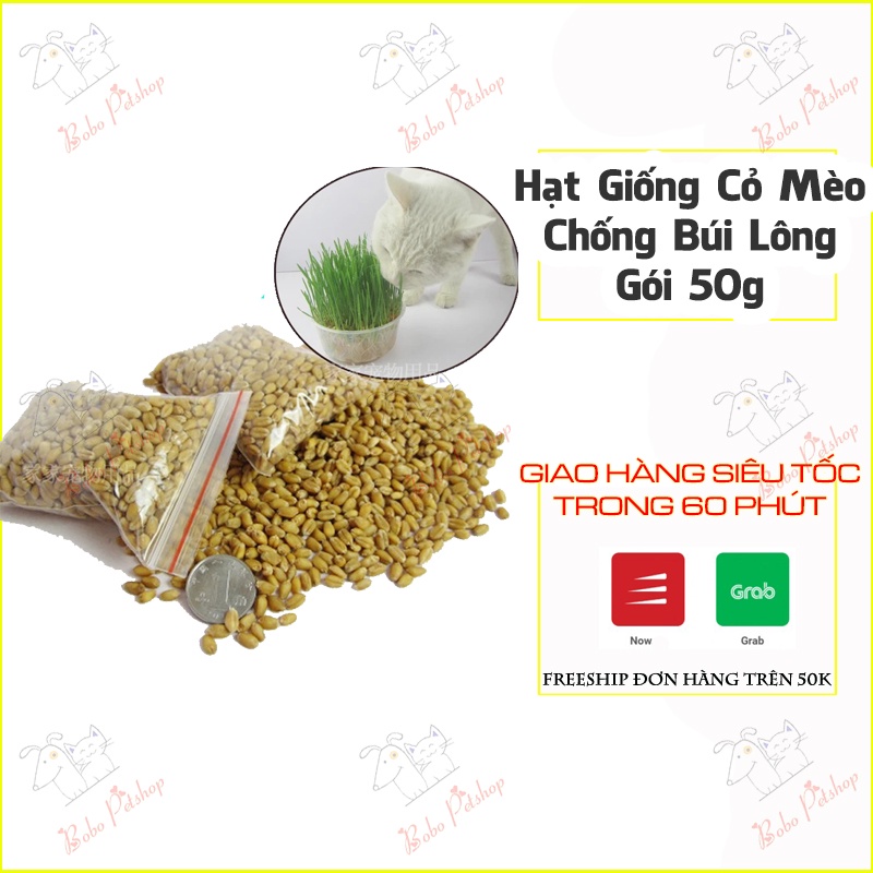 Gói 50g Hạt Giống Cỏ Mèo Trồng Tại Nhà Cho Mèo Ăn Chống Búi Lông Tắc Ruột - Bobo Pet Shop Hà Nội