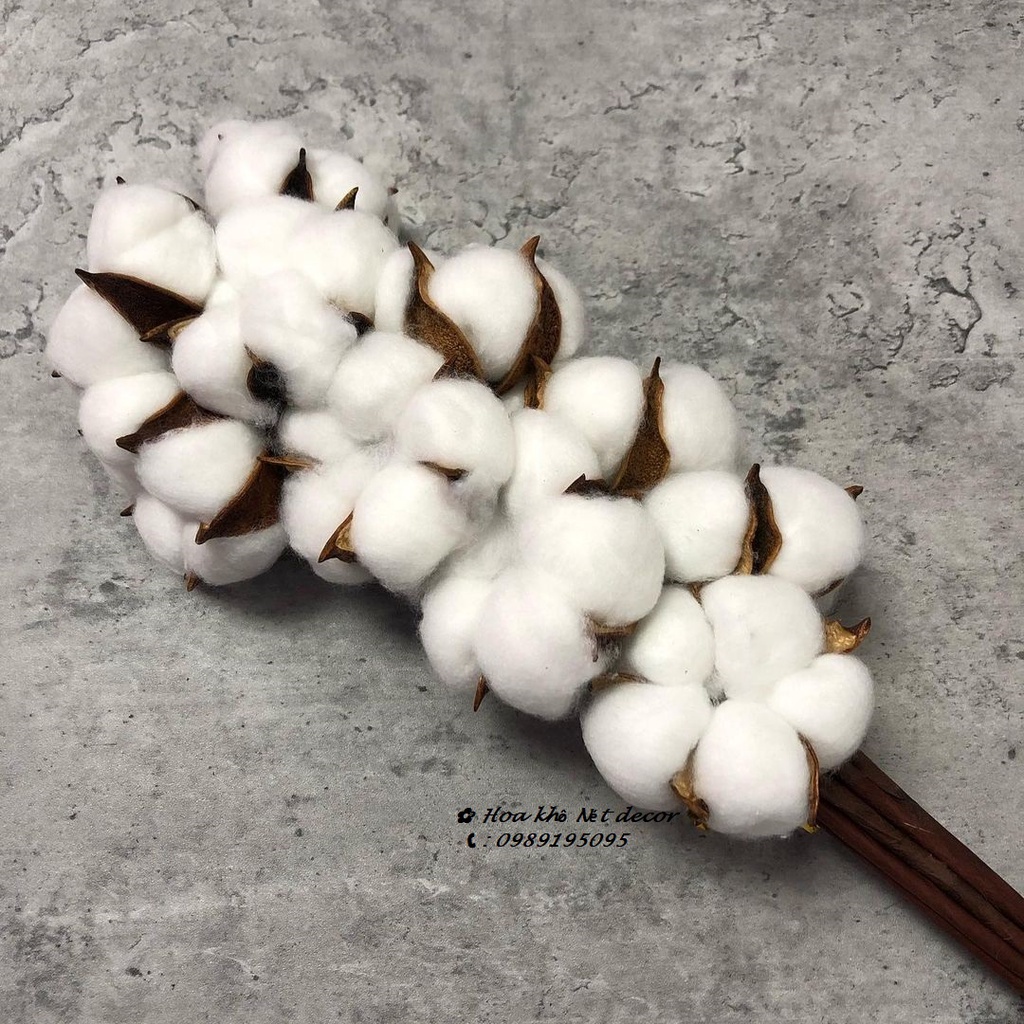 🍁Cành Hoa khô Bông Gòn🍁 cành hoa Bông gòn thật decor vintage🍁