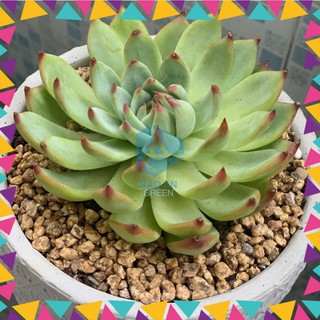 1kg Đá rải mặt masato, đá trồng sen đá, xương rồng