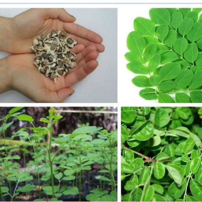 Hạt giống cây chùm ngây F1 - 1 gói 20 hạt