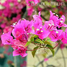 Cây giống Hoa Giấy ,hoa có nhiều màu ,dễ trồng ,dễ chăm ,nhanh ra hoa chuẩn cây giống F1