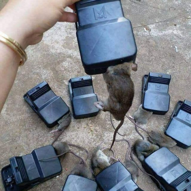 🎀BẪY CHUỘT THÔNG MINH - BẪY CHUỘT SIÊU HIỆU QUẢ