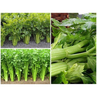 Hạt giống rau Cần Tây (Cần cọng xanh) nhập khẩu-  chuyên dụng.