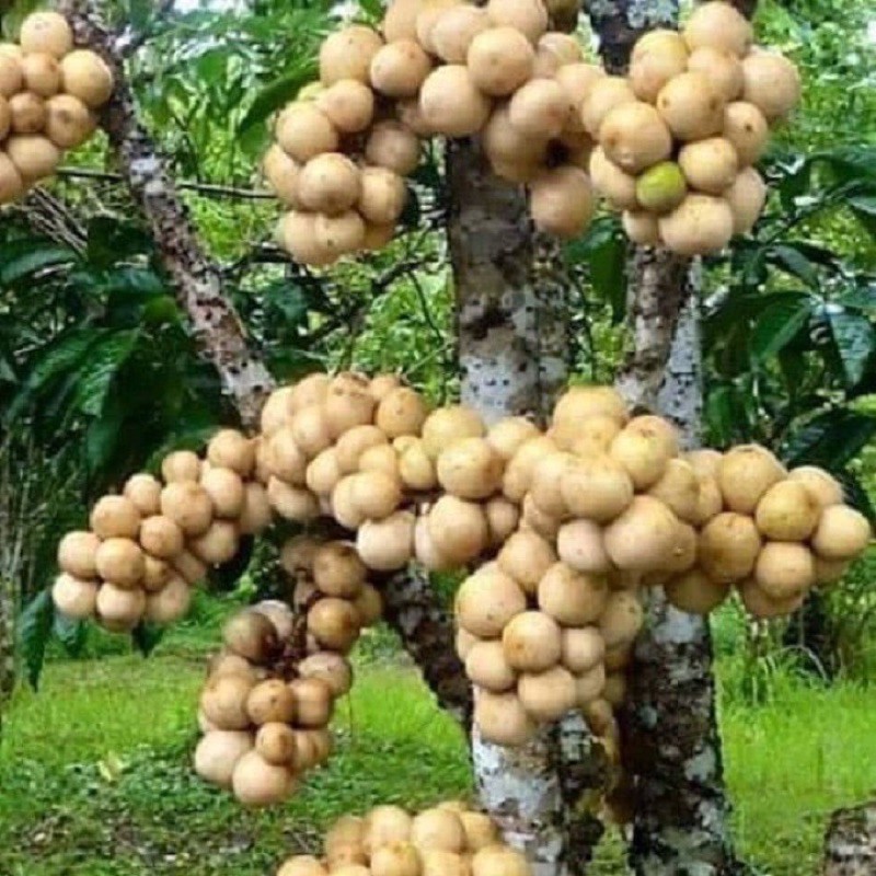 BÒN BON THÁI LAN siêu trái