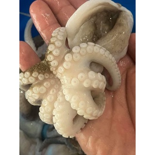 1kg bạch tuột baby(giao nhanh tp hcm)