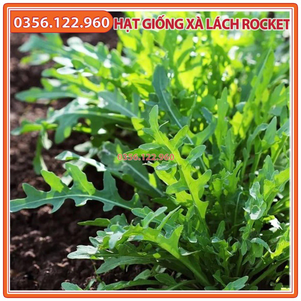 Hạt giống rau xà lách rocket, rau arugula - gói 2g - dễ trồng dễ chăm sóc