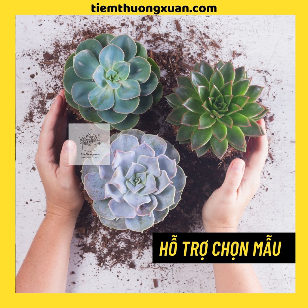 Sen đá kèm chậu, sen đá kim cương, sỏi hồng, hoa hồng, đế vương - size vừa - Tiệm Thường Xuân