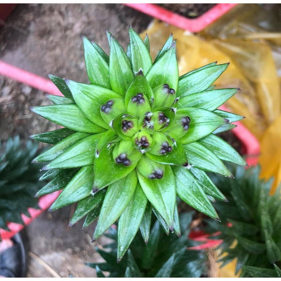 Củ ly lùn siêu hoa Hà Lan sai hoa