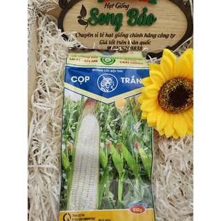 Hạt giống bắp nếp lai f1 adi 688 cọp trắng gói 500g