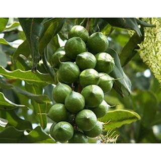 Cây giống mắc ca ghép