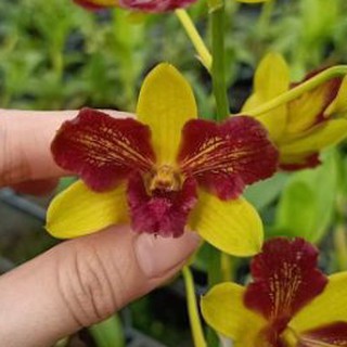 Hoa lan denro đột biến 3 lưỡi đỏ