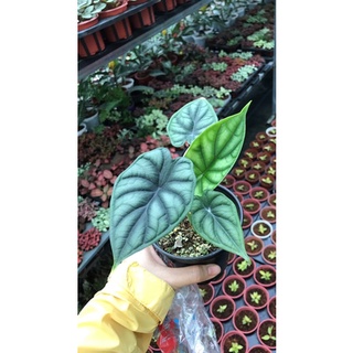 cây kiểng lá rồng xanh- Alocasia dragon scale (rẻ nhất)
