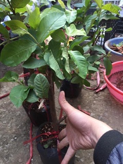 Cây giống ổi nữ hoàng