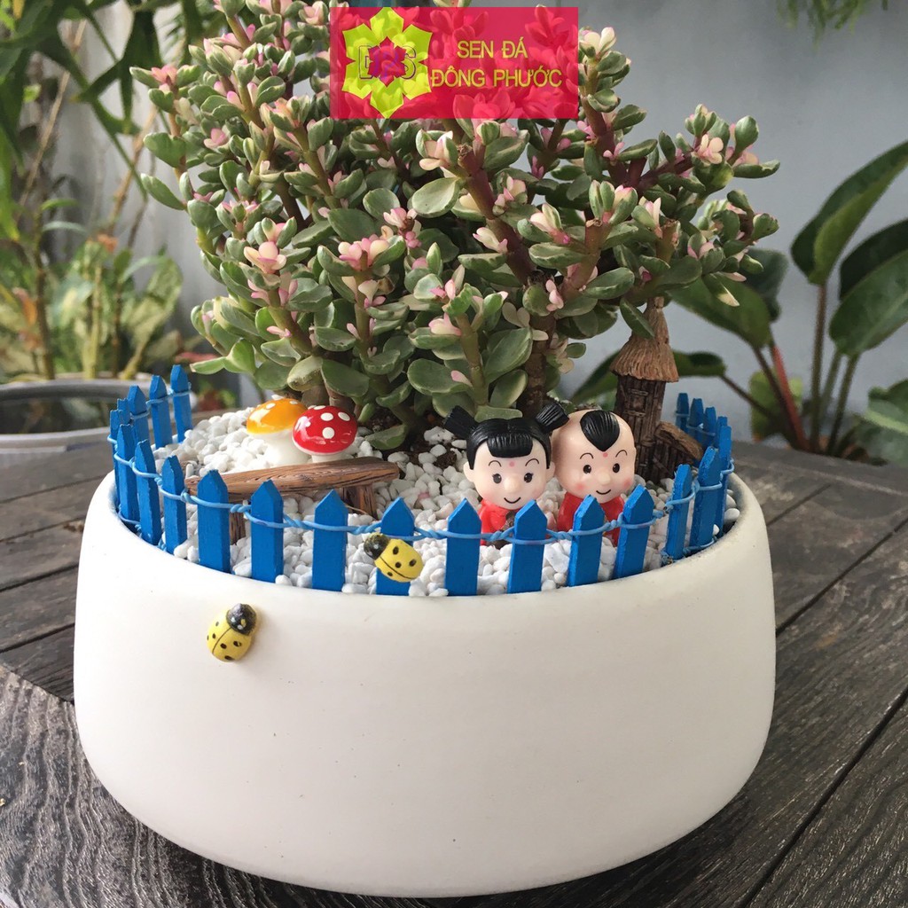 Chậu sứ cao cấp hình tô các màu - chậu trồng tiểu cảnh sen đá, xương rồng, cây phong thuỷ văn phòng