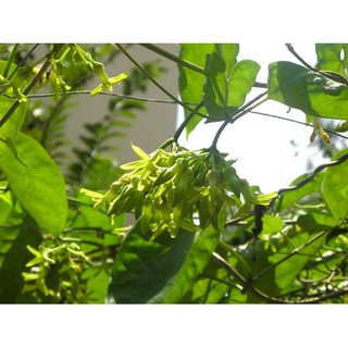 Cây giống hoa thiên lý