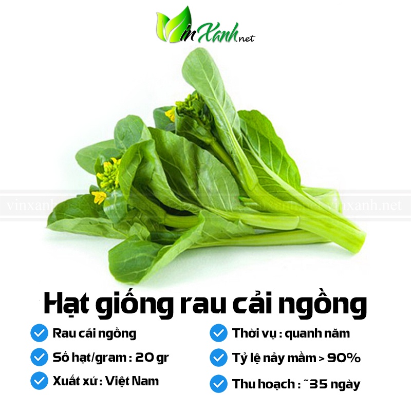 Hạt giống rau cải ngồng - NGUYÊN GÓI hàng Công ty tuyển chọn tỷ lệ nảy mầm cao