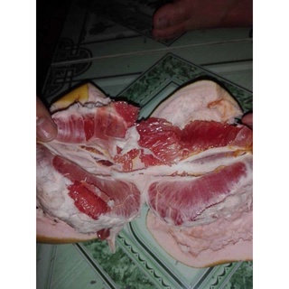Bưởi đỏ phúc kiến
