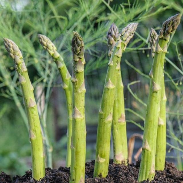 Hạt giống măng tây xanh 30 hạt MUA TỪ 58K TẶNG 2 GÓI SẢN PHẨM HẠT GIỐNG  KHUYẾN MẠI SHOP MỚI HẠ GIÁ SỈ