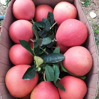 Cây Giống Bưởi Đỏ Phúc Kiến