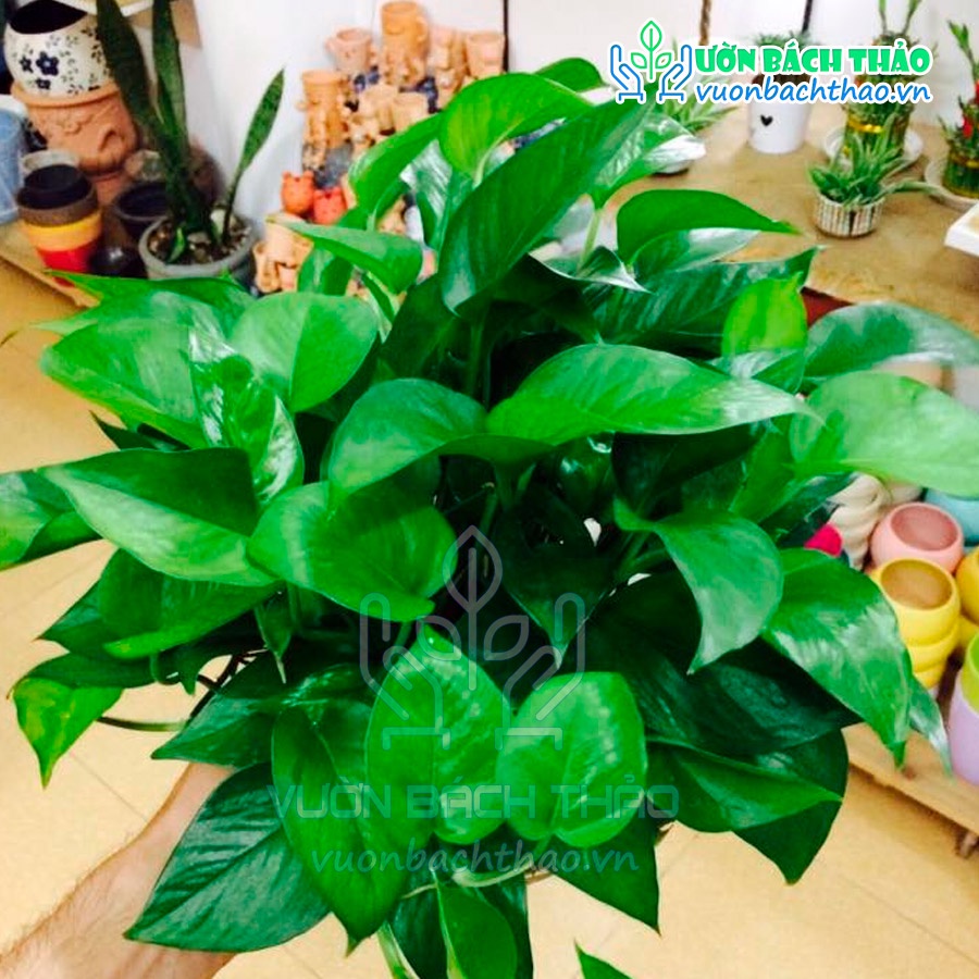 Cây trầu bà xanh thái