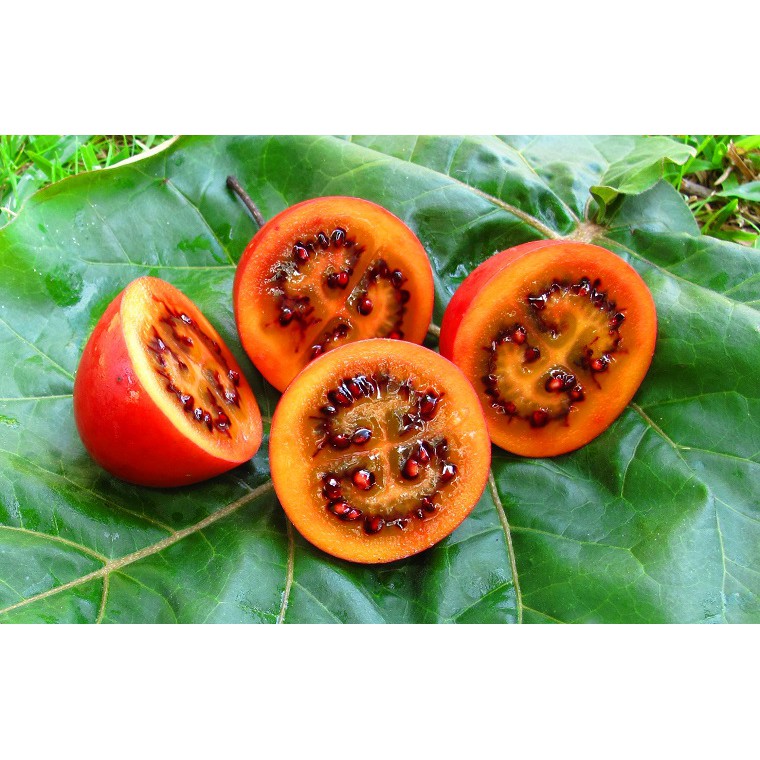 Hạt giống Cà Chua Thân Gỗ - Hạt Chuẩn Nảy Mầm Tốt