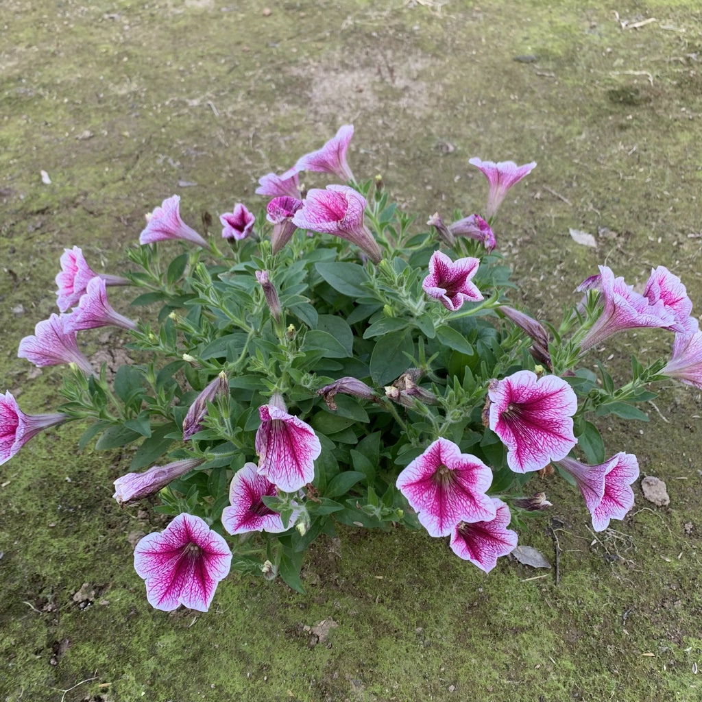 Cây hoa dạ yến thảo rủ F1 siêu hoa bán kính 15cm, cây nở hoa rực rỡ trang trí sân vườn, ban công