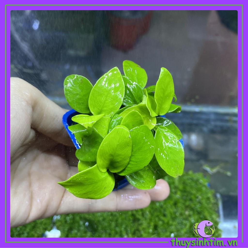 Ráy Lá Vàng Mini - Cây Thủy Sinh