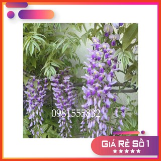 HOA TỬ ĐẰNG cuộn siêu đẹp