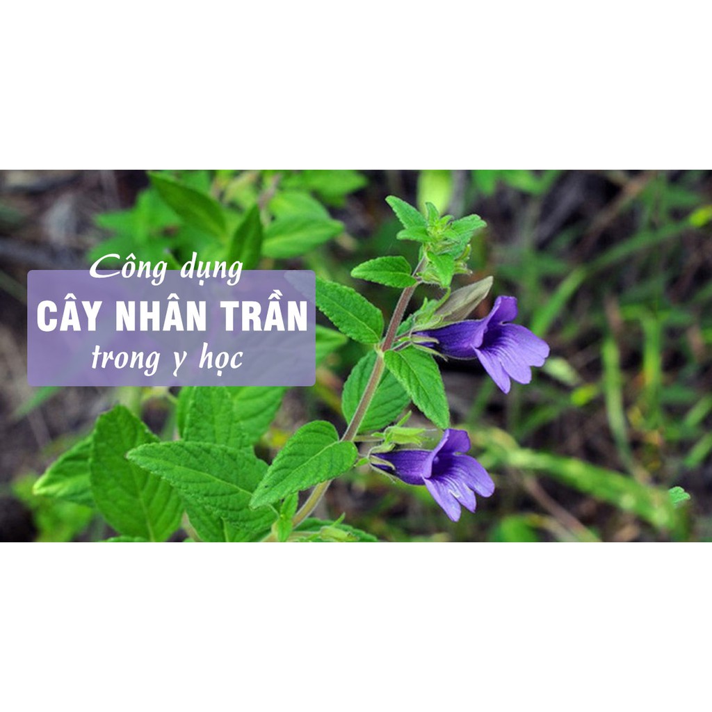 Cây Nhân Trần 100gr 100% Tự Nhiên - Hàng Loại 1