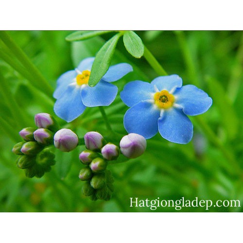 Hạt Giống Hoa Lưu Ly - 50 Hạt