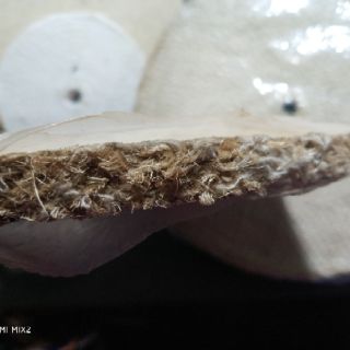 NỈ XƠ DỪA(đánh bóng)