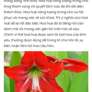 Set 10 củ giống Hoa lan huệ đỏ