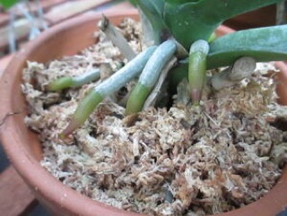 200g Rêu rừng Cao cấp  trồng Lan
