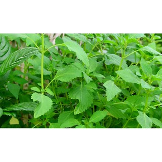 Hạt Giống Rau Kinh Giới - 2gr