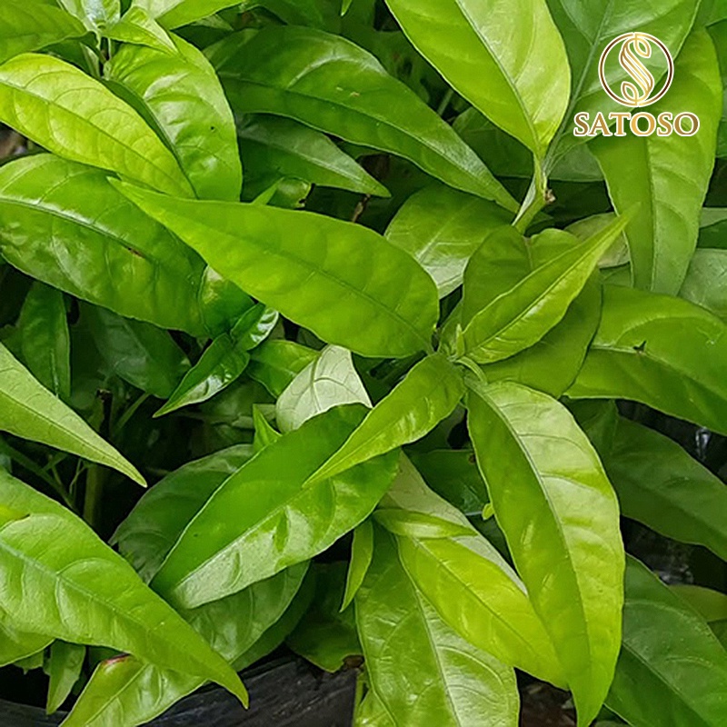 Cây hoàn ngọc khô thượng hạng tác dụng cầm máu, hỗ trợ bệnh tim mạch, huyết áp, dạ dày SATOSO 1kg SA31