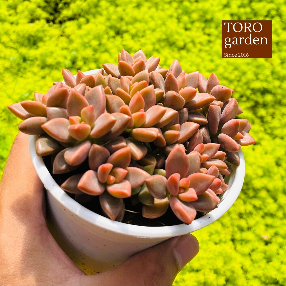 Sen đá đá nâu Đà Lạt size trung bình cây cảnh trang trí nhà cửa Toro garden