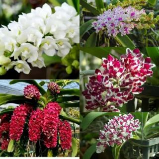 Đai Châu Ngọc Điểm 10 tháng tuổi