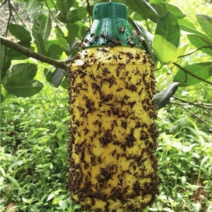 keo xịt ruồi vàng lọ 450ml, bầu ươm cây, lưới che nắng, khay ươm hạt, kích rễ, kích mầm, chậu trồng cây hoa