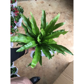 chậu tổ quạ ghép lan, làm cây phong thủy