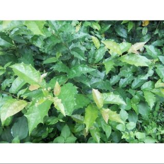 Cây xạ đen nhỡ hoặc 2 cây nhỏ