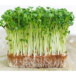 30 gram hạt giống rau muống